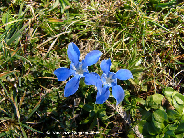 Genziana autunnale